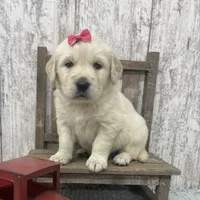 Female Golden, a male Golden Retriever for sale in Peebles, OH – 1 of 1