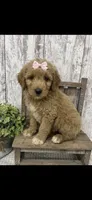 REDUCED, a female Goldendoodle for sale in Peebles, OH – 1 of 1