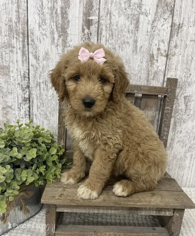 Pink Bow – Goldendoodle puppy for sale in Peebles, OH