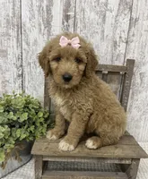 Pink Bow, a female Goldendoodle for sale in Peebles, OH – 1 of 1