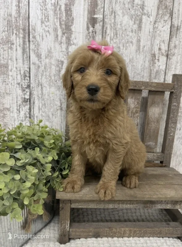 Female 1 – Goldendoodle puppy for sale in Peebles, OH