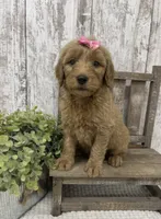 Female 1, a female Goldendoodle for sale in Peebles, OH – 1 of 1