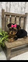 Yorkie Female, a female Yorkshire Terrier for sale in Peebles, OH – 2 of 2