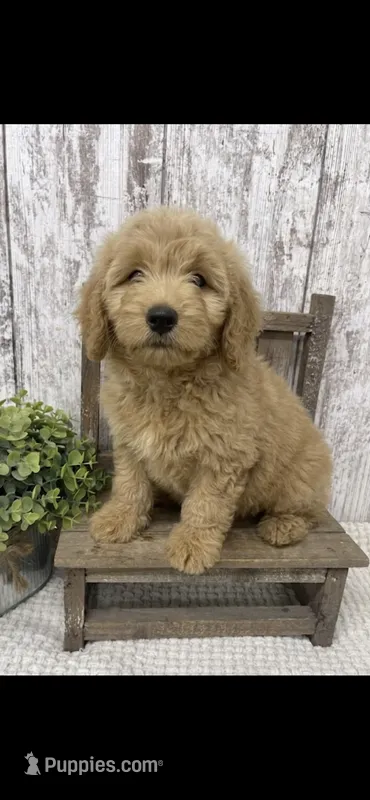 REDUCED  – Goldendoodle puppy for sale in Peebles, OH