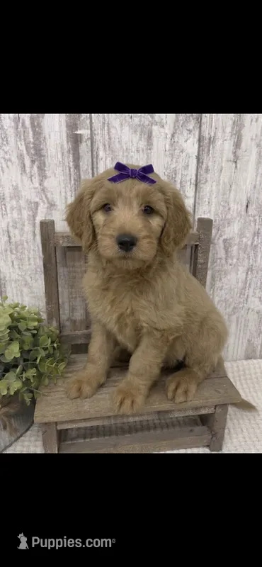 REDUCED  – Goldendoodle puppy for sale in Peebles, OH