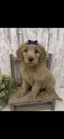 REDUCED , a female Goldendoodle for sale in Peebles, OH – 1 of 1