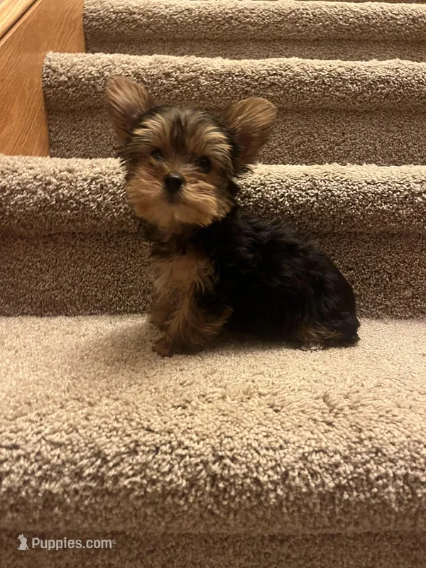 Female Yorkie – Yorkshire Terrier puppy for sale in Peebles, OH