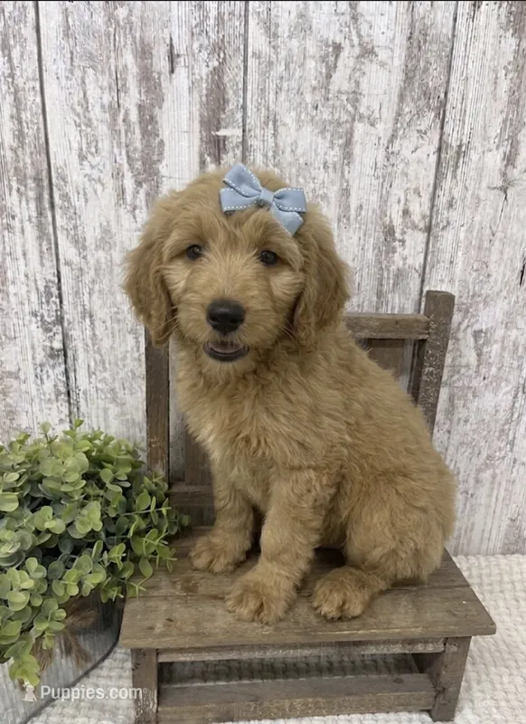 Blue Bow – Goldendoodle puppy for sale in Peebles, OH