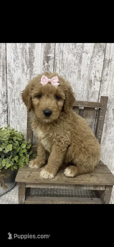 REDUCED  – Goldendoodle puppy for sale in Peebles, OH