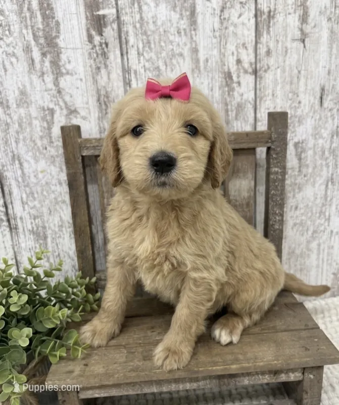 Female 5 – Goldendoodle puppy for sale in Peebles, OH