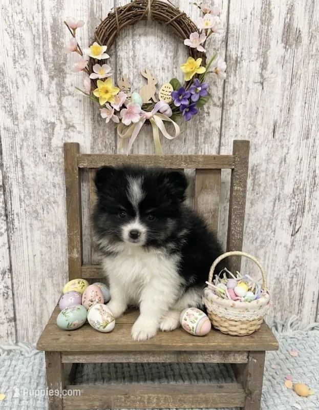Male Pom puppy – Pomeranian puppy for sale in Peebles, OH
