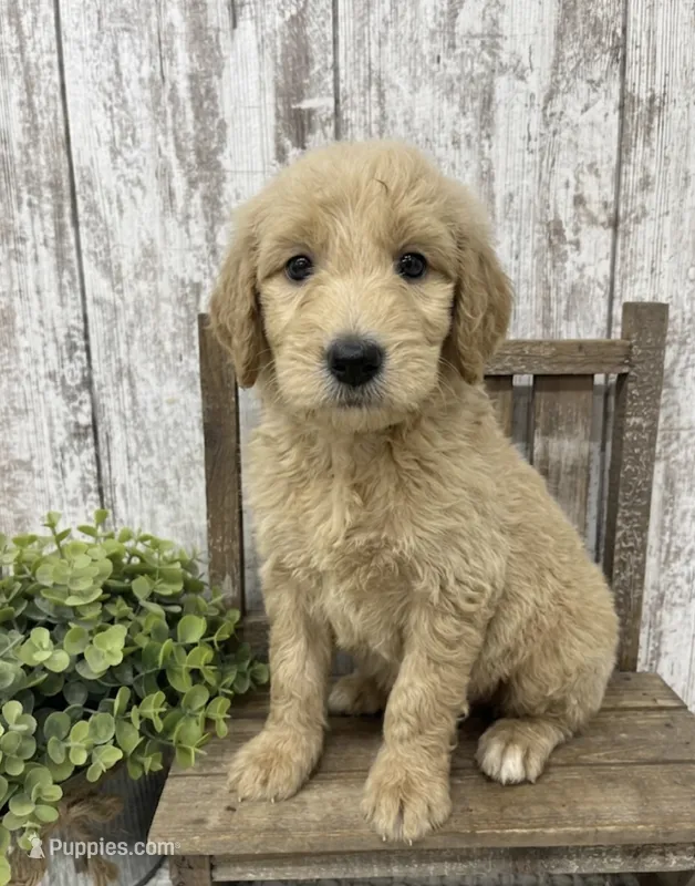 Male 4 – Goldendoodle puppy for sale in Peebles, OH