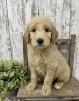 Male 4, a male Goldendoodle for sale in Peebles, OH – 1 of 1