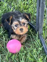 Female Yorkie , a female Yorkshire Terrier for sale in Peebles, OH – 1 of 1