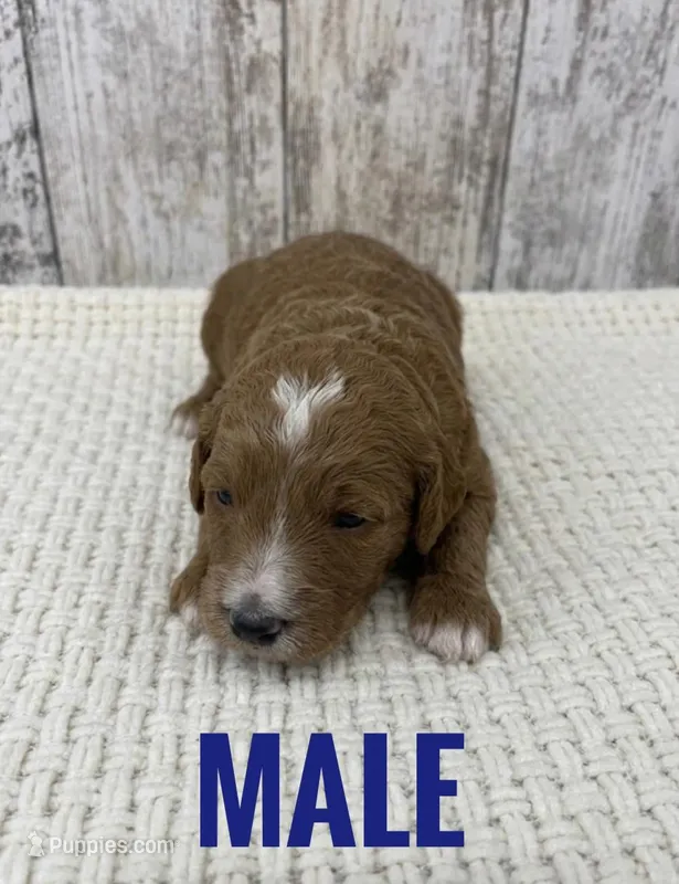 Male 2 Goldendoodle  – Goldendoodle puppy for sale in Peebles, OH
