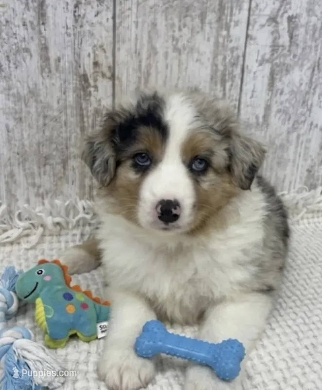 Merle male – Australian Shepherd puppy for sale in Peebles, OH