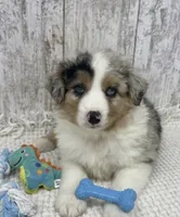 Merle male, a male Australian Shepherd for sale in Peebles, OH – 1 of 1