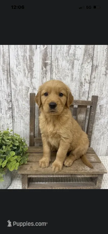 Male golden – Golden Retriever puppy for sale in Peebles, OH