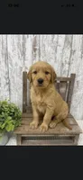Male golden, a male Golden Retriever for sale in Peebles, OH – 1 of 1