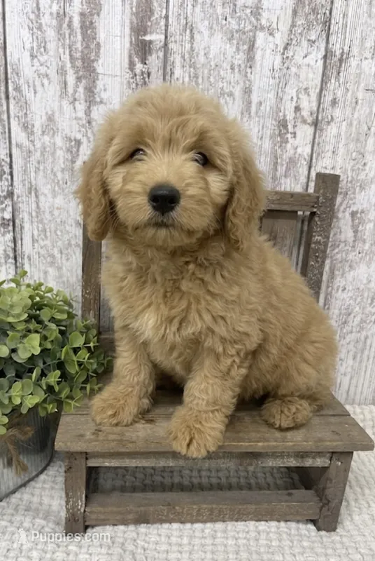 Male 1 – Goldendoodle puppy for sale in Peebles, OH