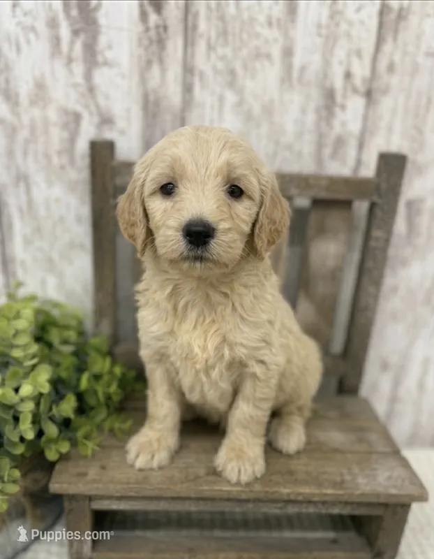 Male 1 – Goldendoodle puppy for sale in Peebles, OH