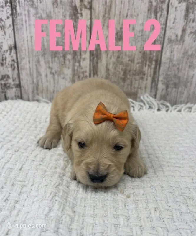 Female 2 – Golden Retriever puppy for sale in Peebles, OH