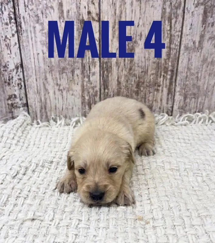 Male 4 – Golden Retriever puppy for sale in Peebles, OH