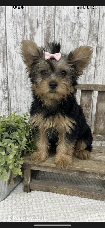 AKC Female – Yorkshire Terrier puppy for sale in Peebles, OH