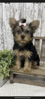 AKC Female, a female Yorkshire Terrier for sale in Peebles, OH – 1 of 1