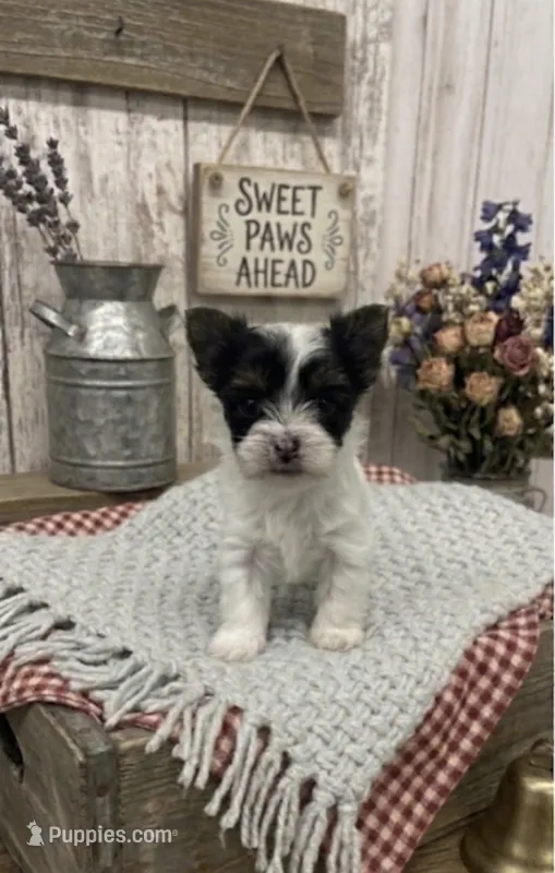 Parti Female – Yorkshire Terrier puppy for sale in Peebles, OH