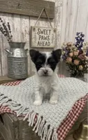 Parti Female, a female Yorkshire Terrier for sale in Peebles, OH – 1 of 1