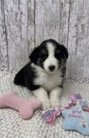 Tri female, a female Australian Shepherd for sale in Peebles, OH – 1 of 1