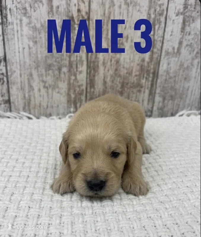 Male 3 – Golden Retriever puppy for sale in Peebles, OH