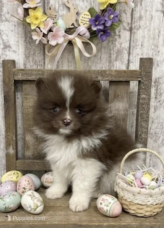 Chocolate Male Pom – Pomeranian puppy for sale in Peebles, OH