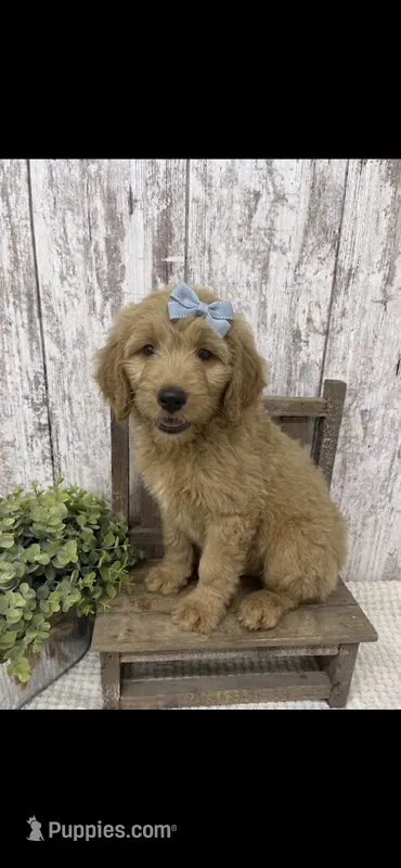 REDUCED  – Goldendoodle puppy for sale in Peebles, OH