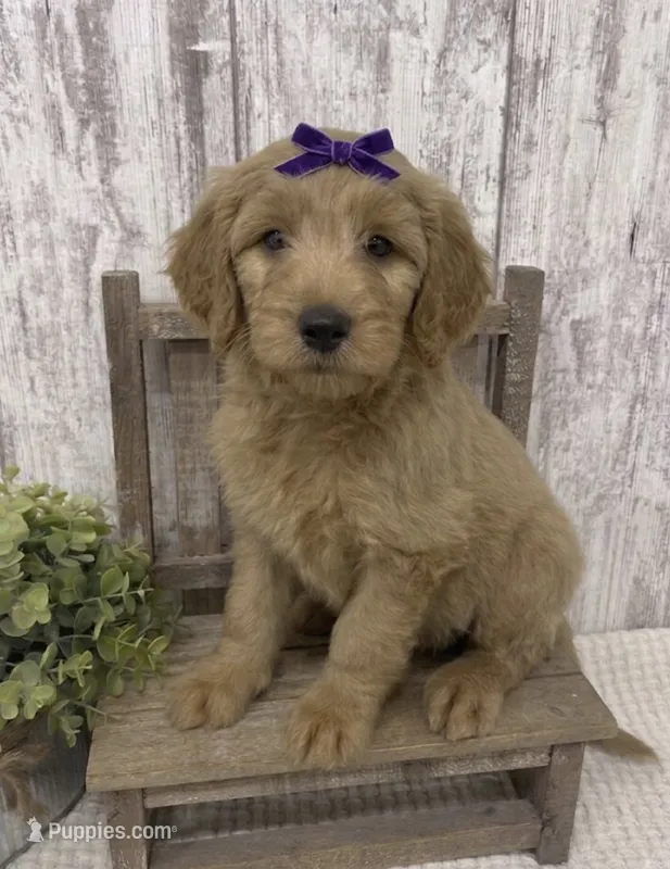 Purple Bow – Goldendoodle puppy for sale in Peebles, OH