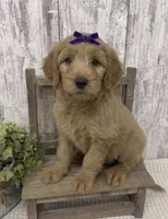 Purple Bow, a female Goldendoodle for sale in Peebles, OH – 1 of 1