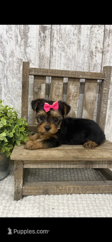 Yorkie Female – Yorkshire Terrier puppy for sale in Peebles, OH