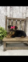 Yorkie Female, a female Yorkshire Terrier for sale in Peebles, OH – 1 of 2