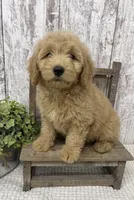 REDUCED , a male Goldendoodle for sale in Peebles, OH – 1 of 1