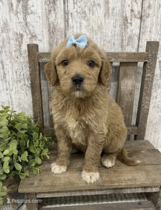 Female 4 – Goldendoodle puppy for sale in Peebles, OH