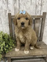 Female 4, a female Goldendoodle for sale in Peebles, OH – 1 of 1