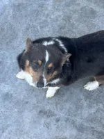 Adult AKC corgi, a male Pembroke Welsh Corgi for sale in Peebles, OH – 1 of 1