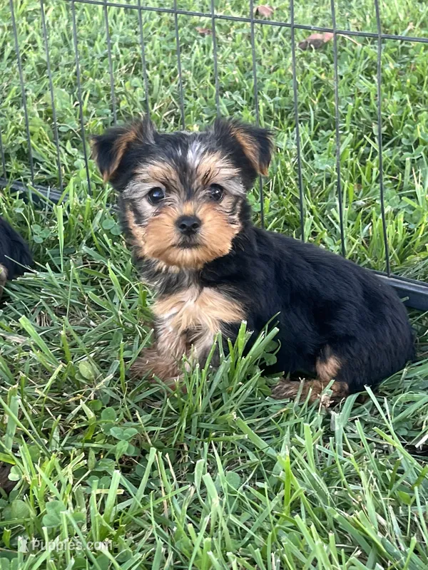 Female Yorkie – Yorkshire Terrier puppy for sale in Peebles, OH