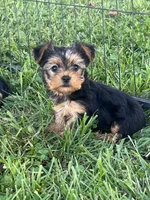 Female Yorkie, a female Yorkshire Terrier for sale in Peebles, OH – 1 of 1