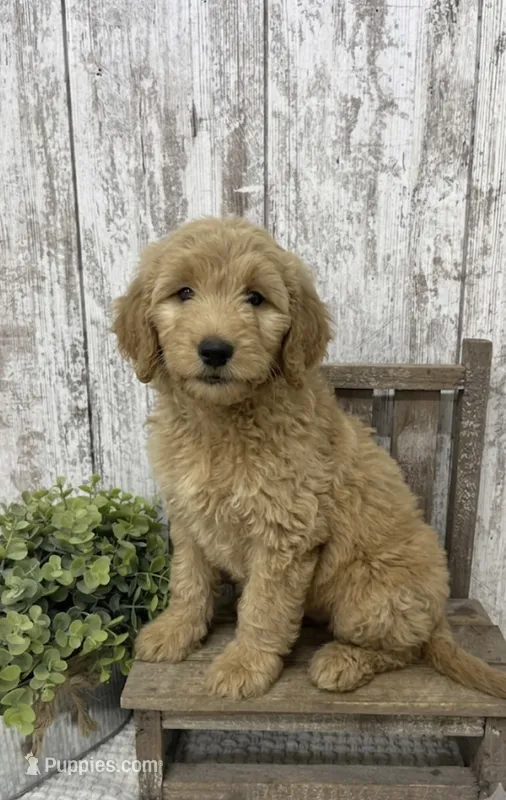 Male 2 – Goldendoodle puppy for sale in Peebles, OH