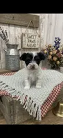 Female Parti Yorkie, a female Yorkshire Terrier for sale in Peebles, OH – 1 of 1