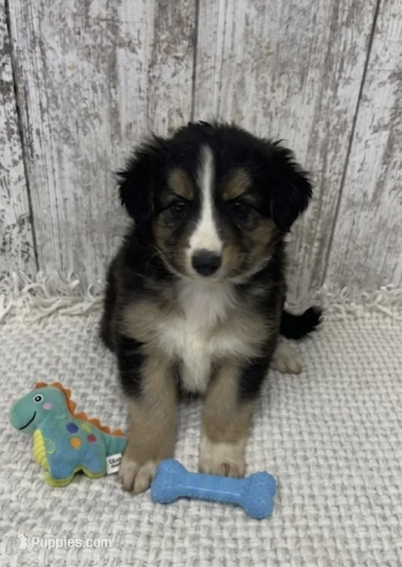 Tri male – Australian Shepherd puppy for sale in Peebles, OH