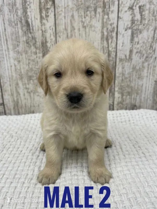 Male 2 – Golden Retriever puppy for sale in Peebles, OH