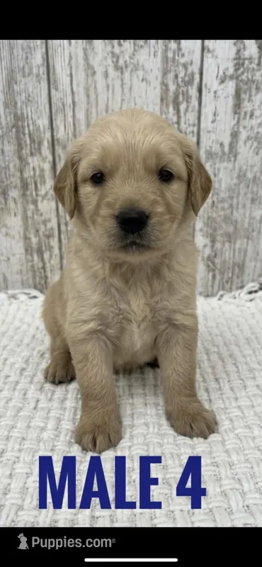 Male 4 – Golden Retriever puppy for sale in Peebles, OH